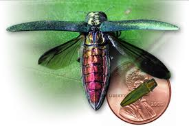 Emerald Ash Borer